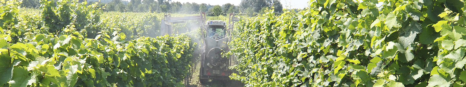 Traktor spritzt in Rebzeilen ©Feuerbach